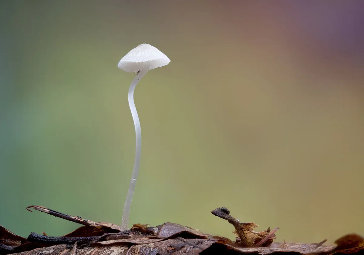 Other Mushrooms 2026 31