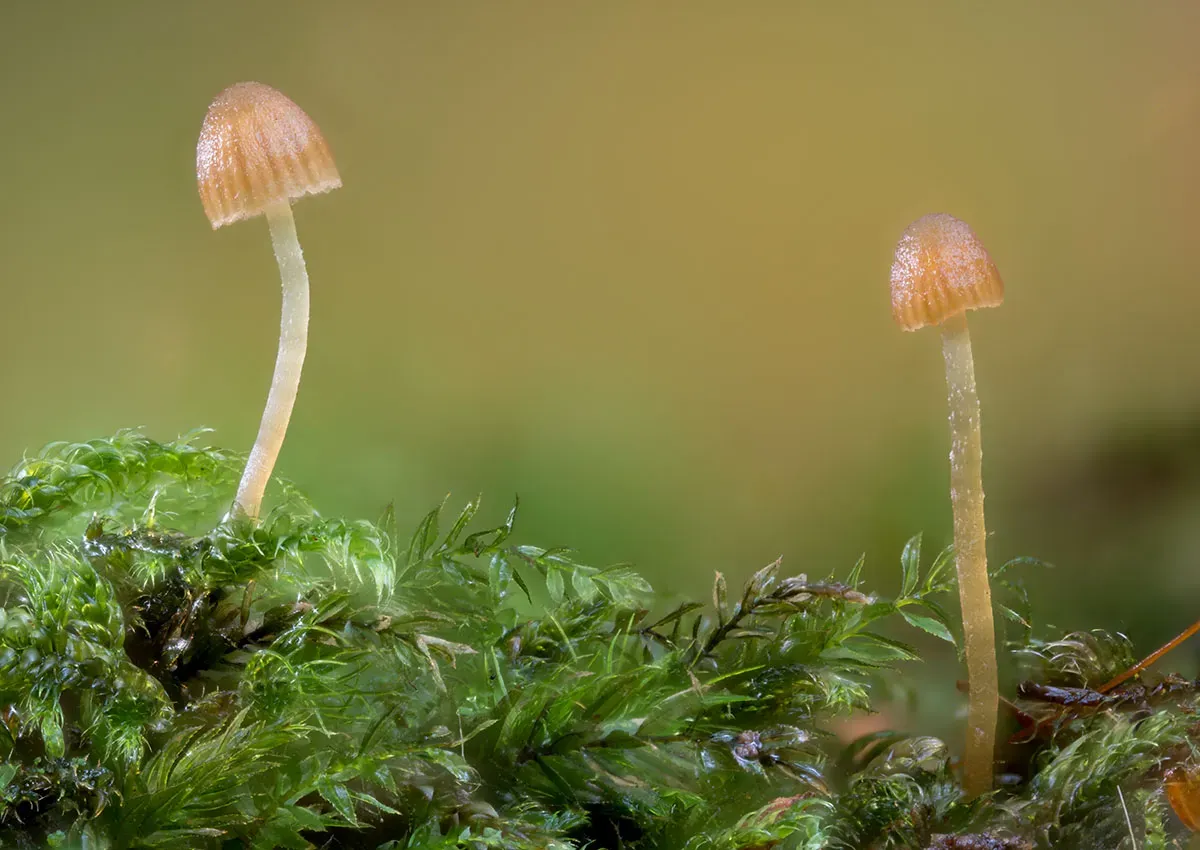 Other Mushrooms 2026 32