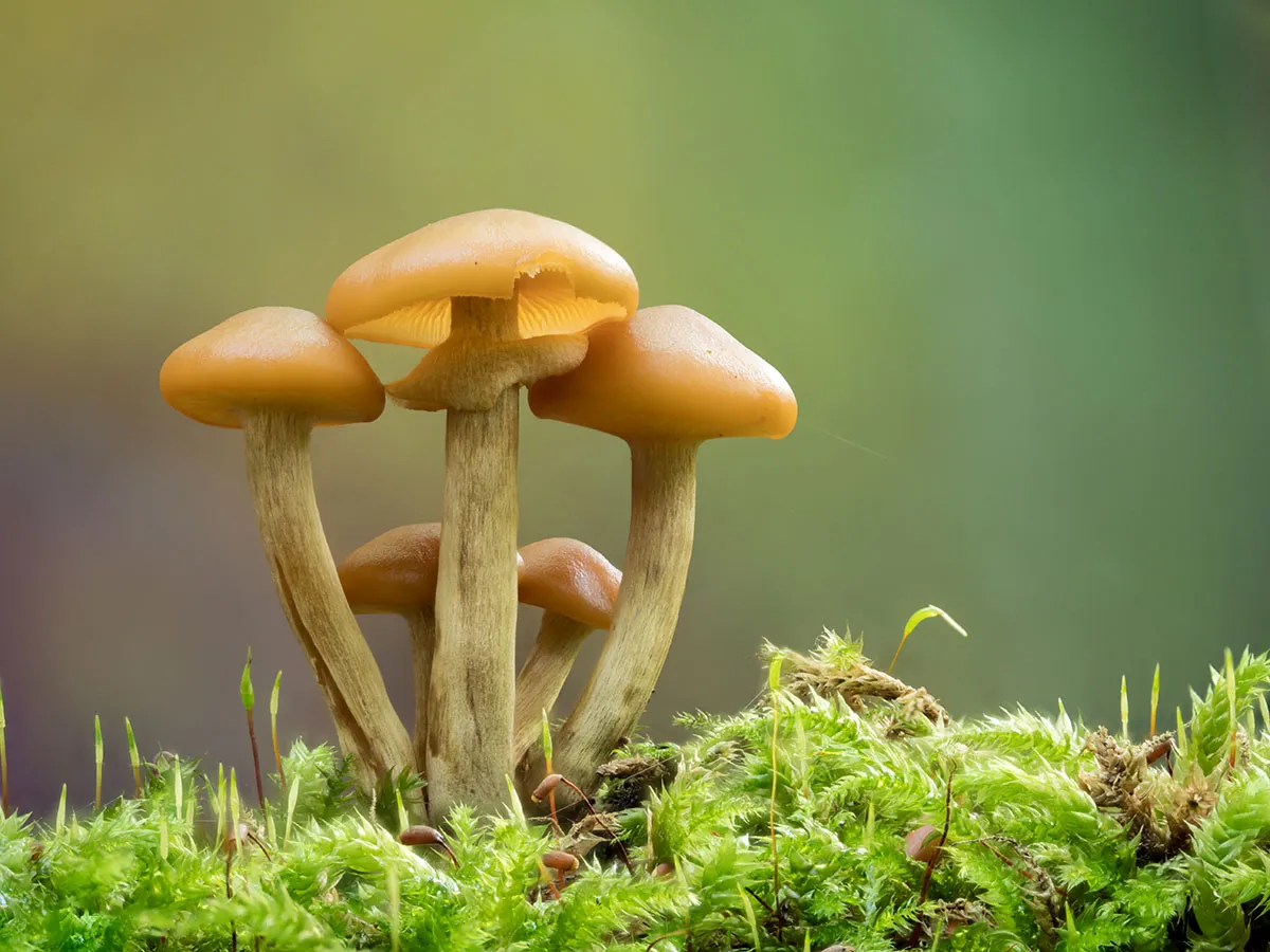 Other Mushrooms 2026 34