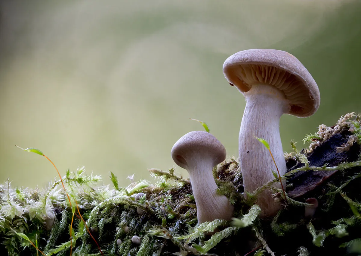 Other Mushrooms 2026 35