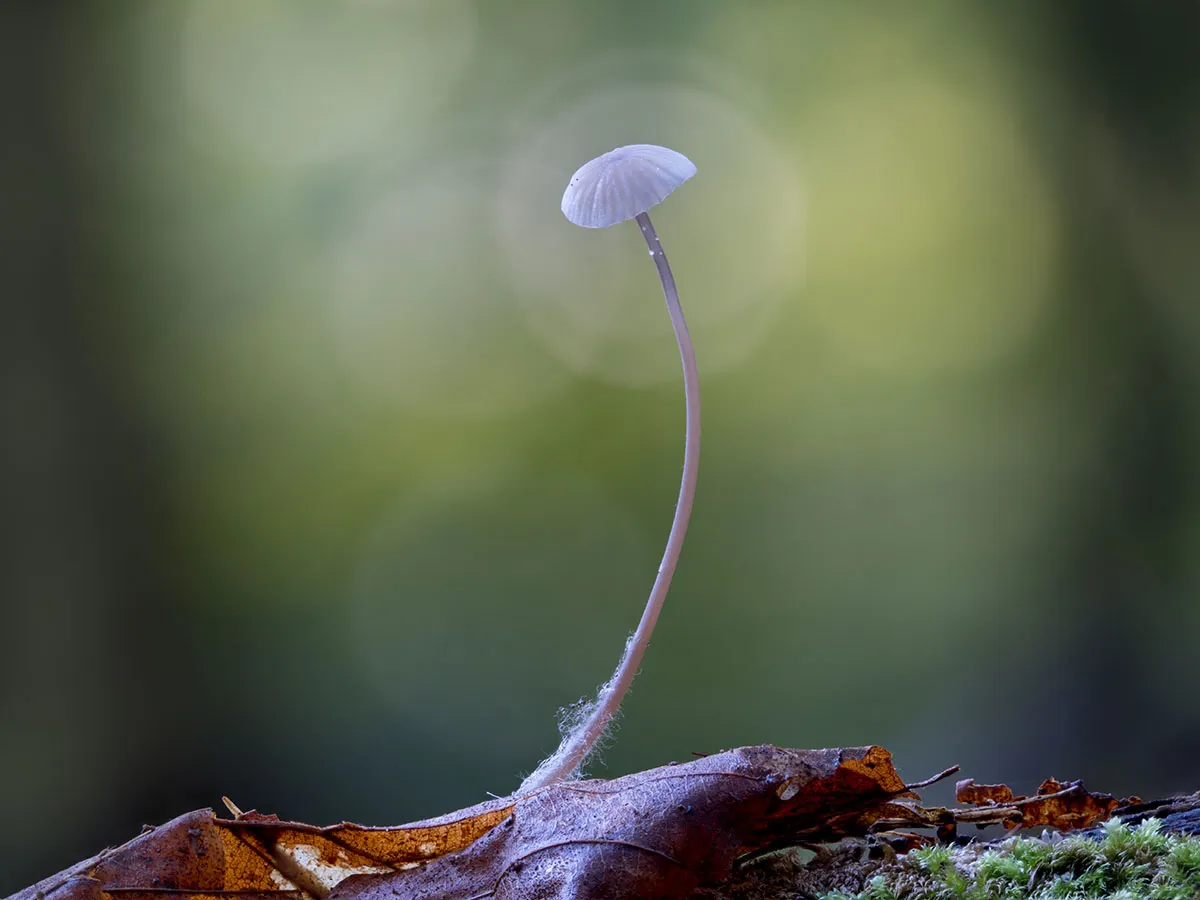 Other Mushrooms 2026 36
