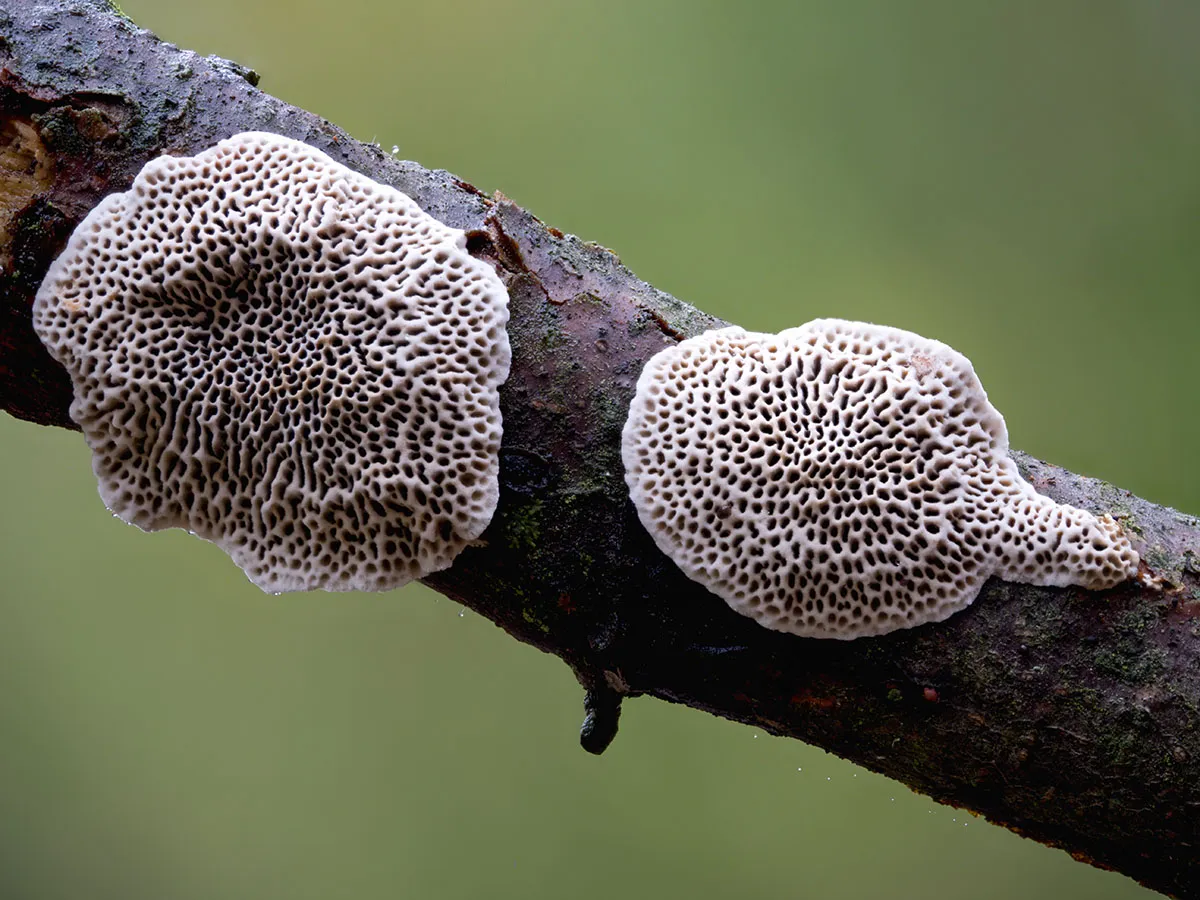 Other Mushrooms 2026 37