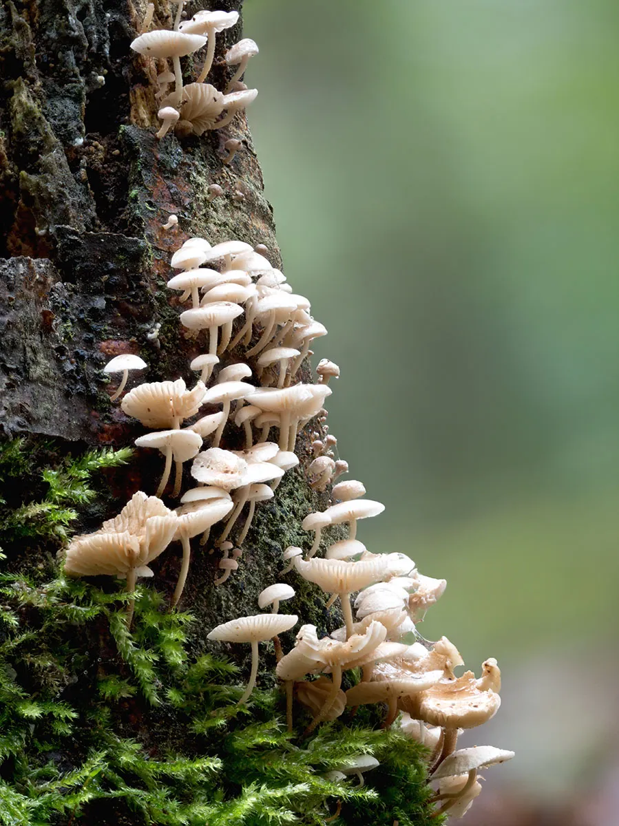 Other Mushrooms 2026 38