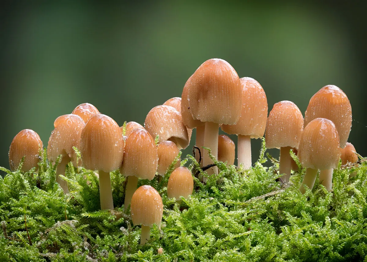 Other Mushrooms 2026 39