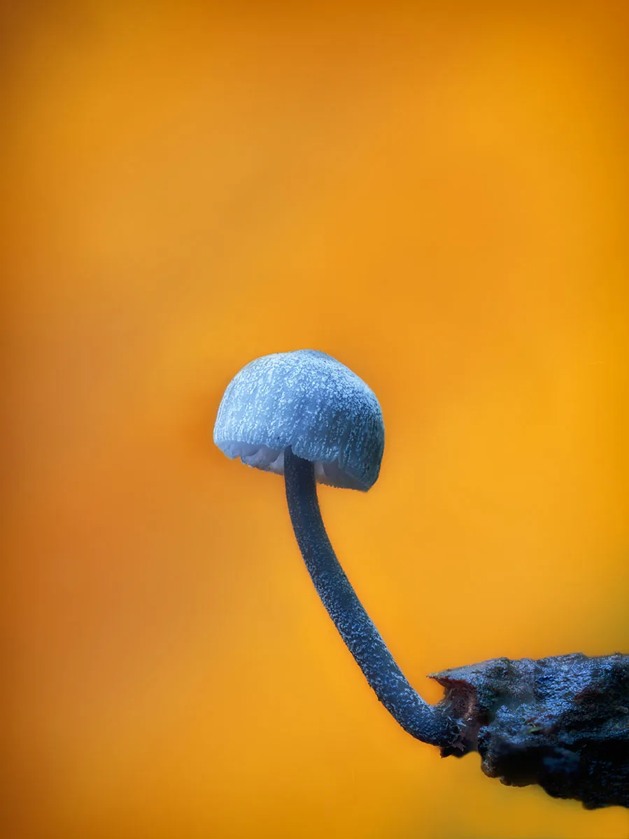 Other Mushrooms 2026 41