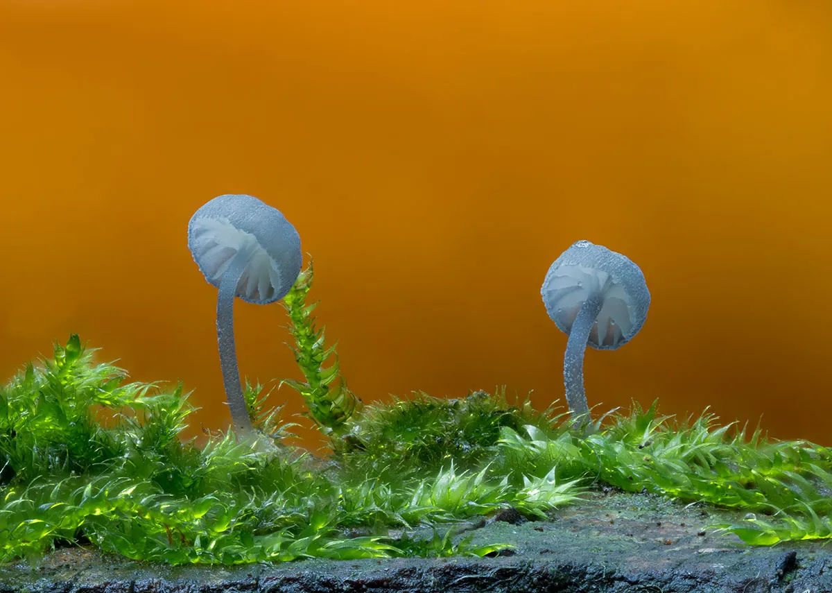 Other Mushrooms 2026 42