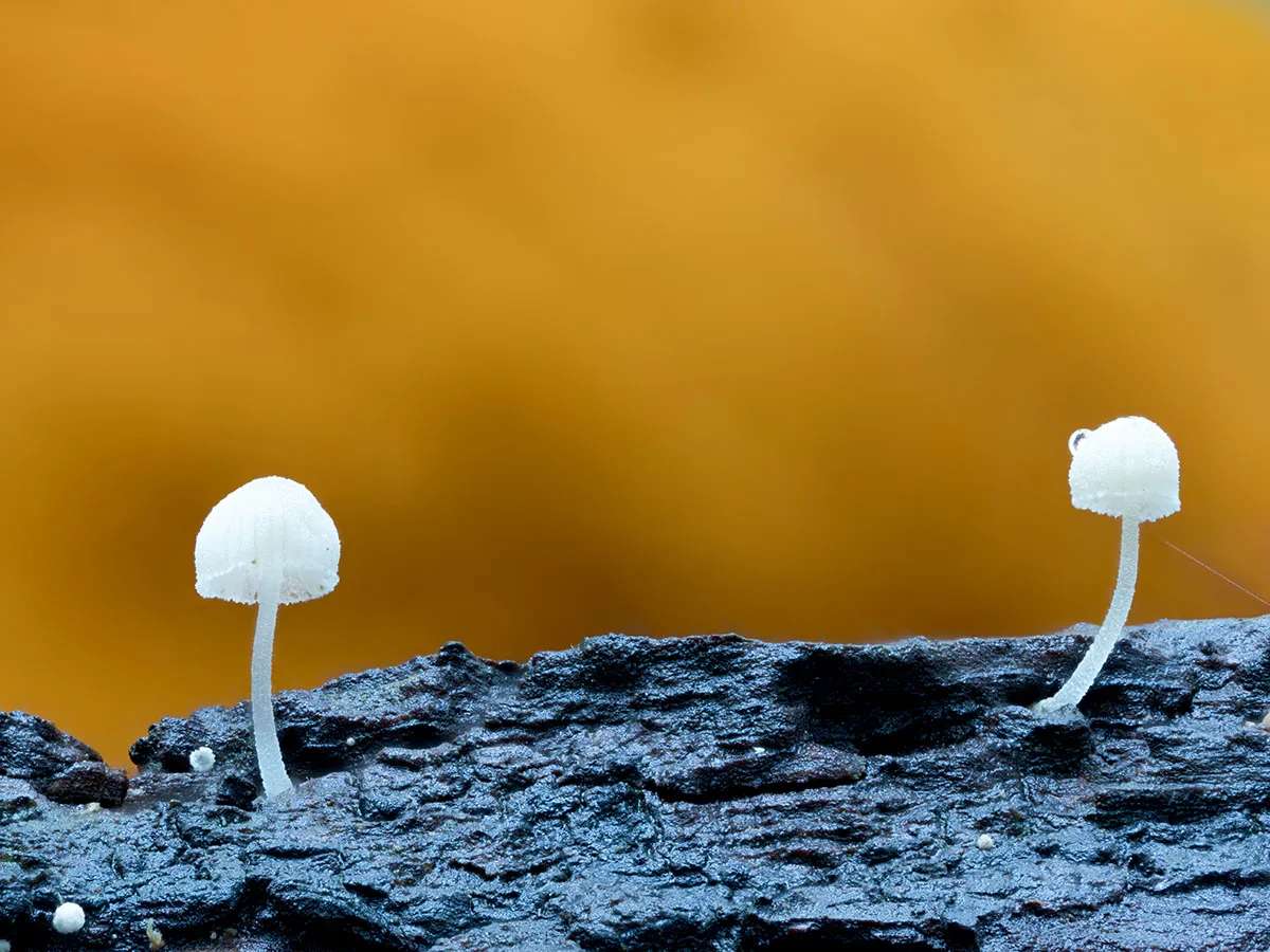 Other Mushrooms 2026 43