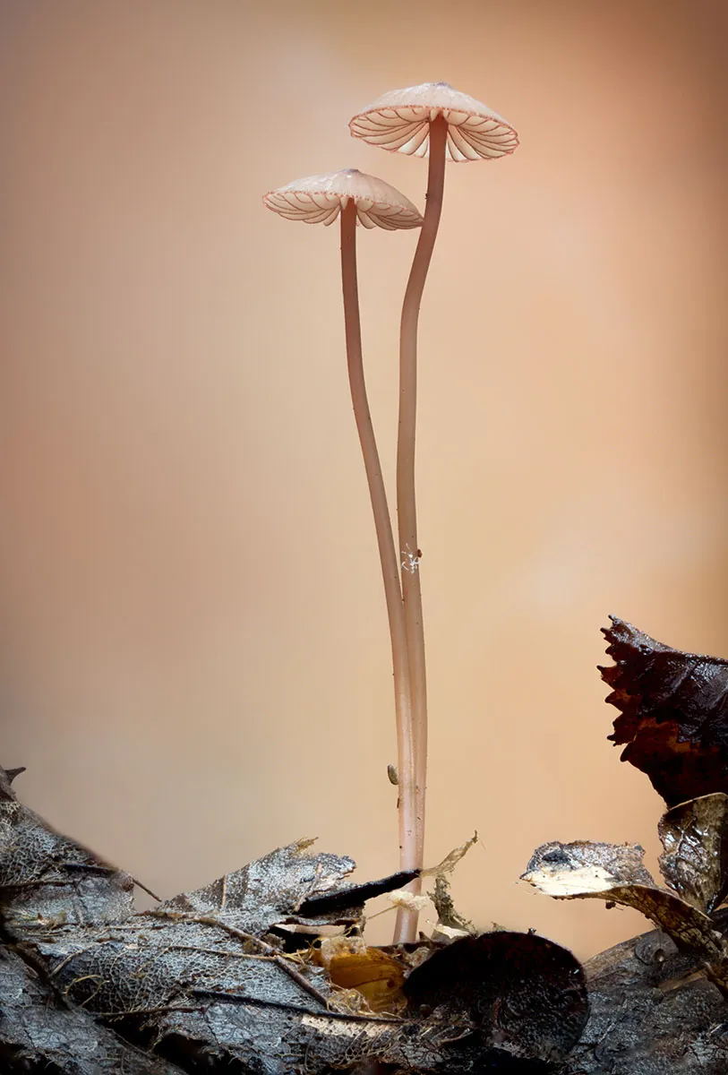 Other Mushrooms 2026 45