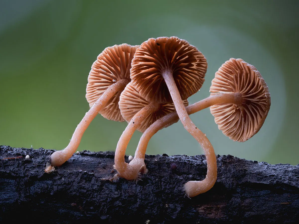 Other Mushrooms 2026 46