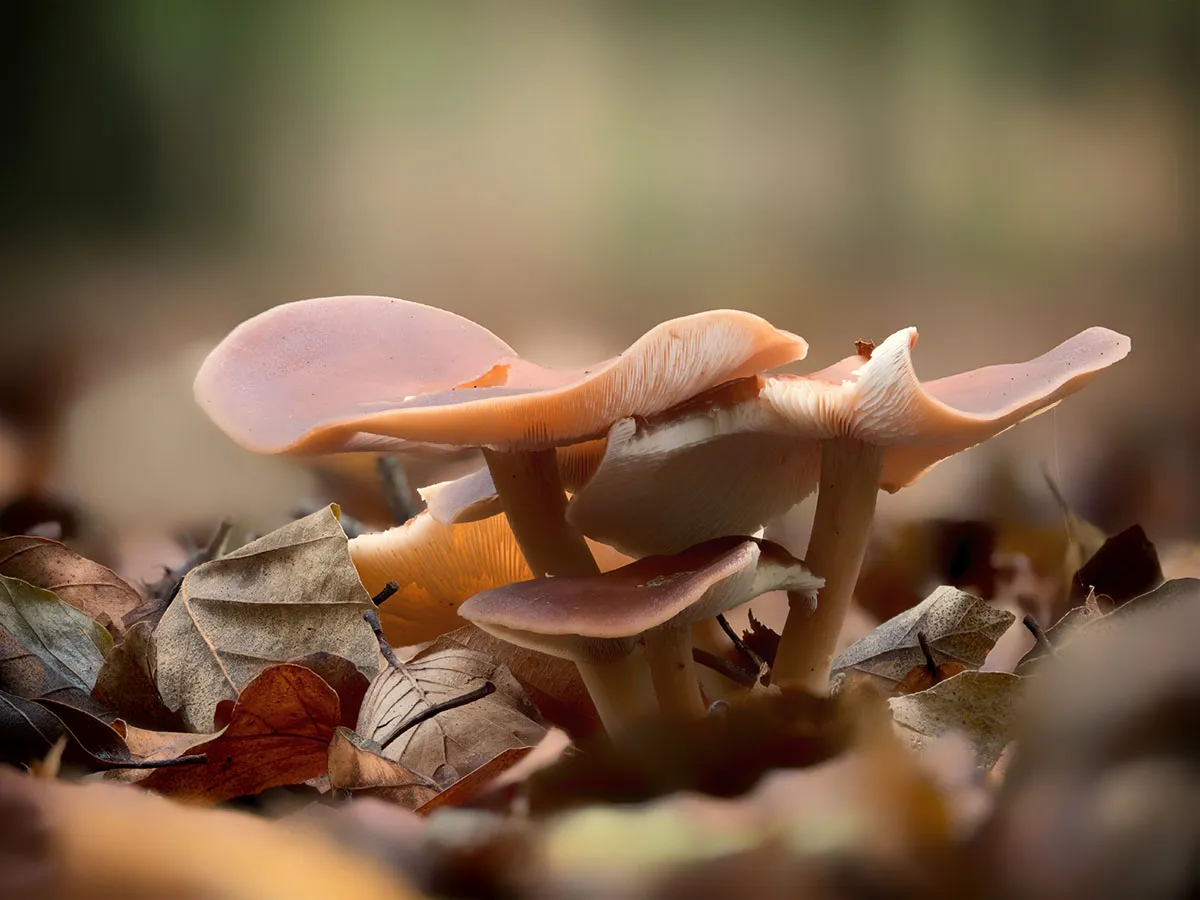 Other Mushrooms 2026 47