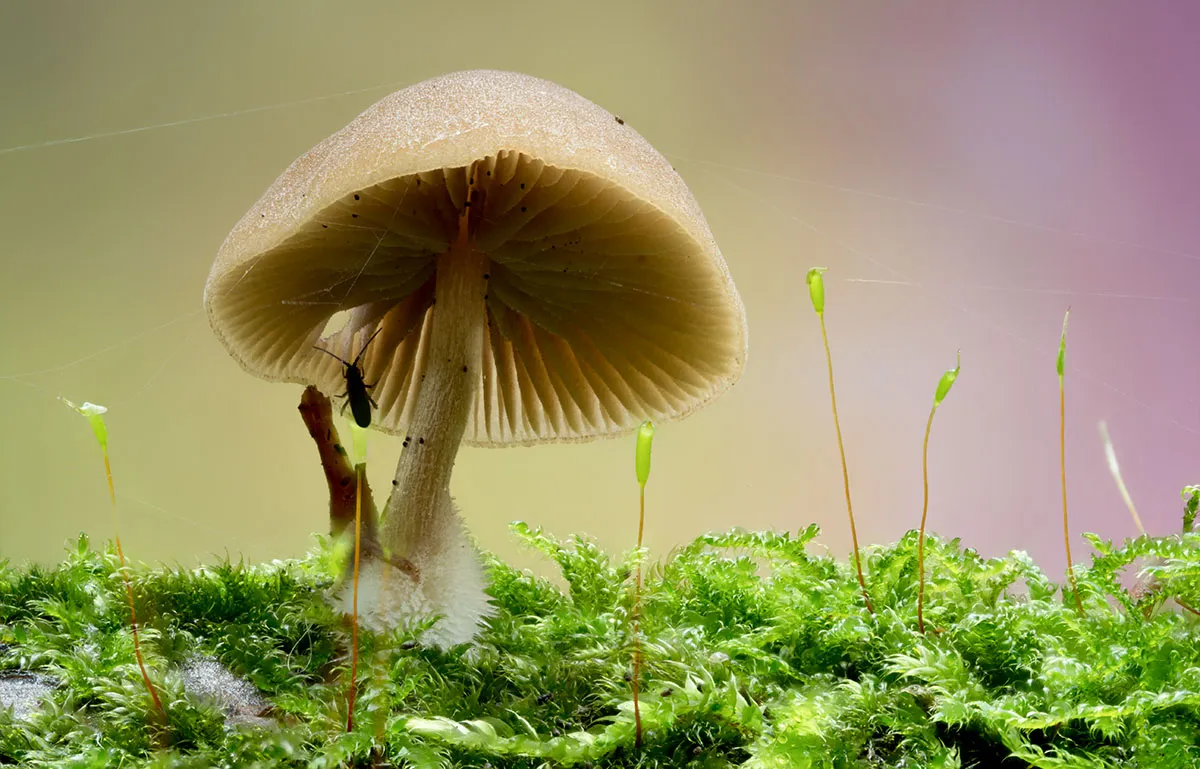 Other Mushrooms 2026 48