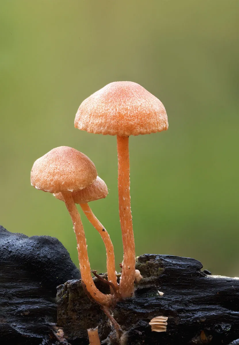 Other Mushrooms 2026 49