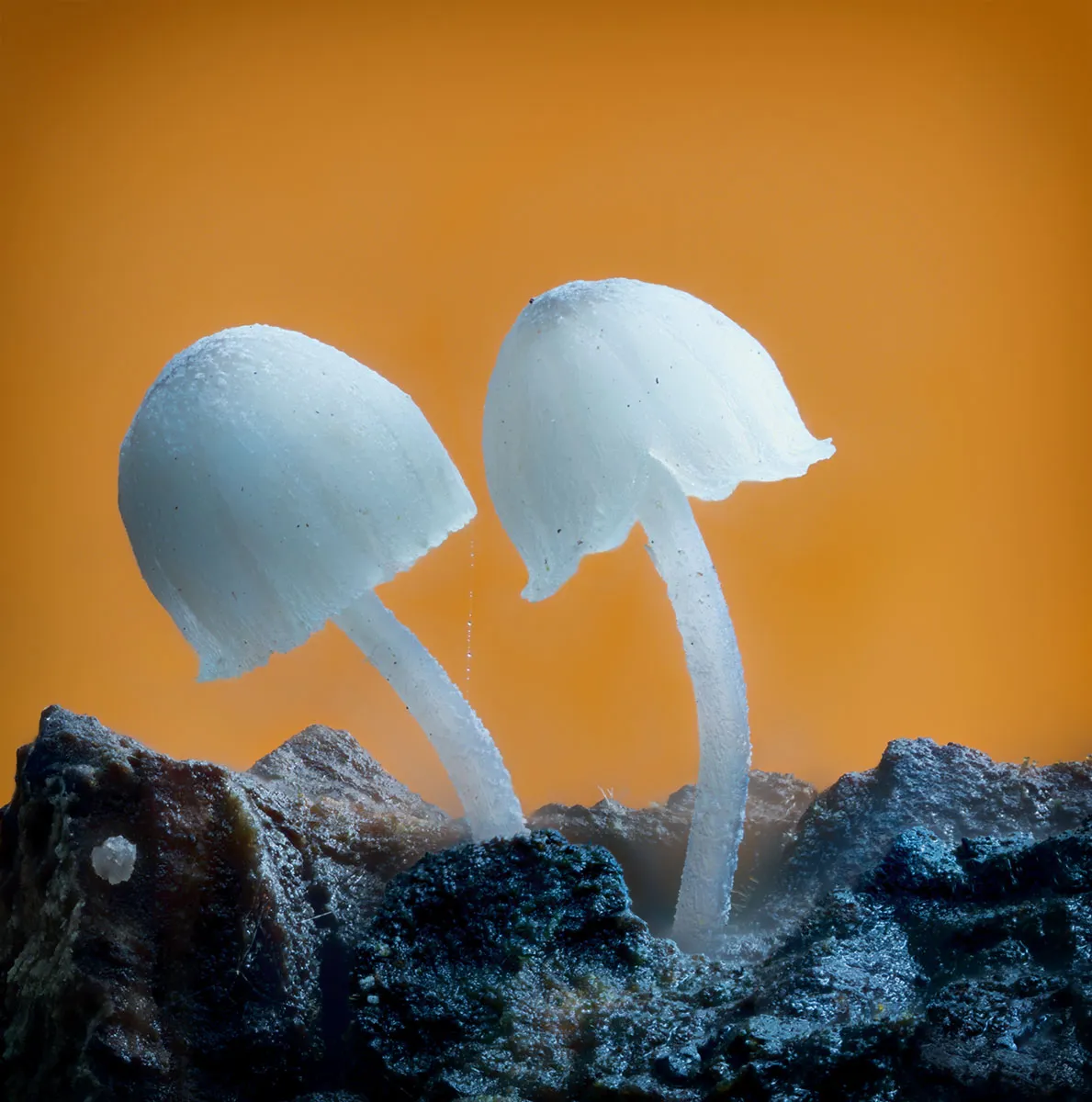 Other Mushrooms 2026 50