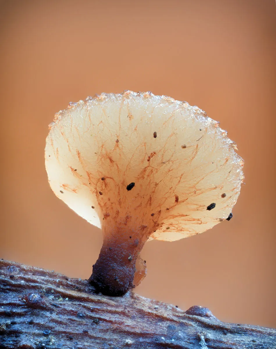 Other Mushrooms 2026 51