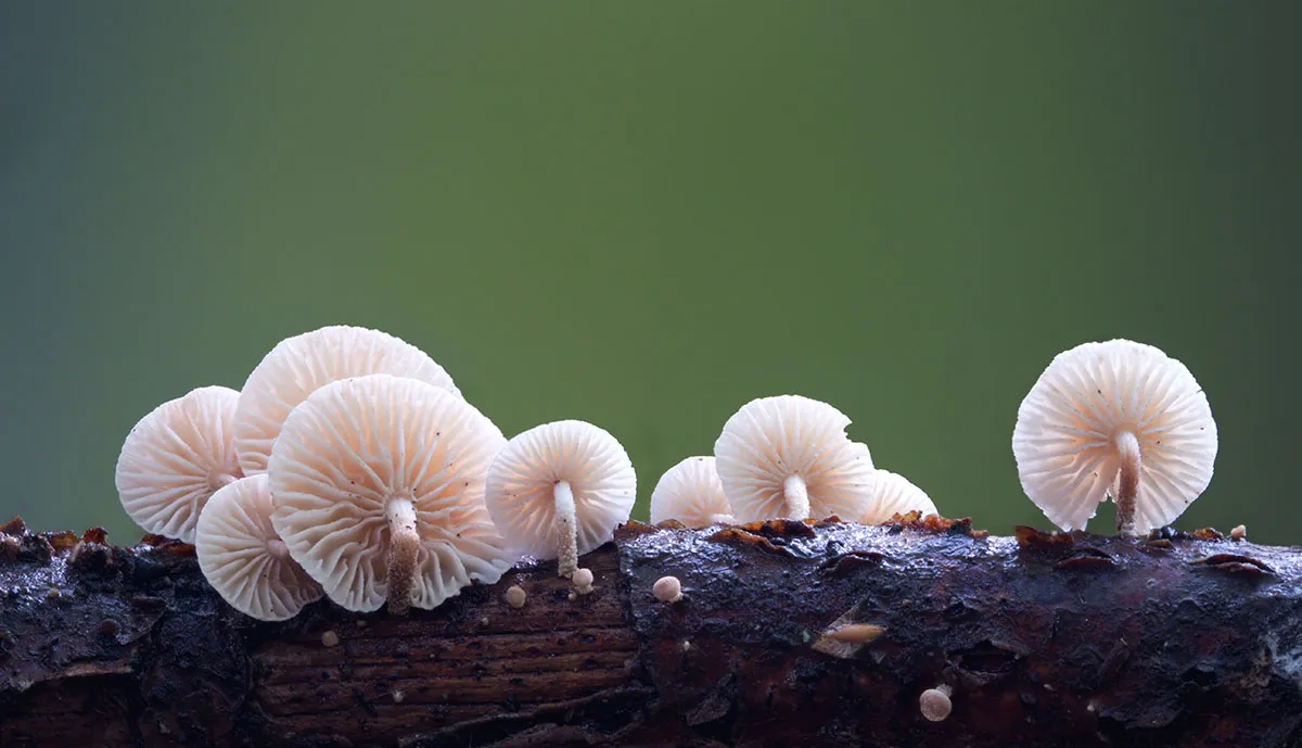 Other Mushrooms 2026 52