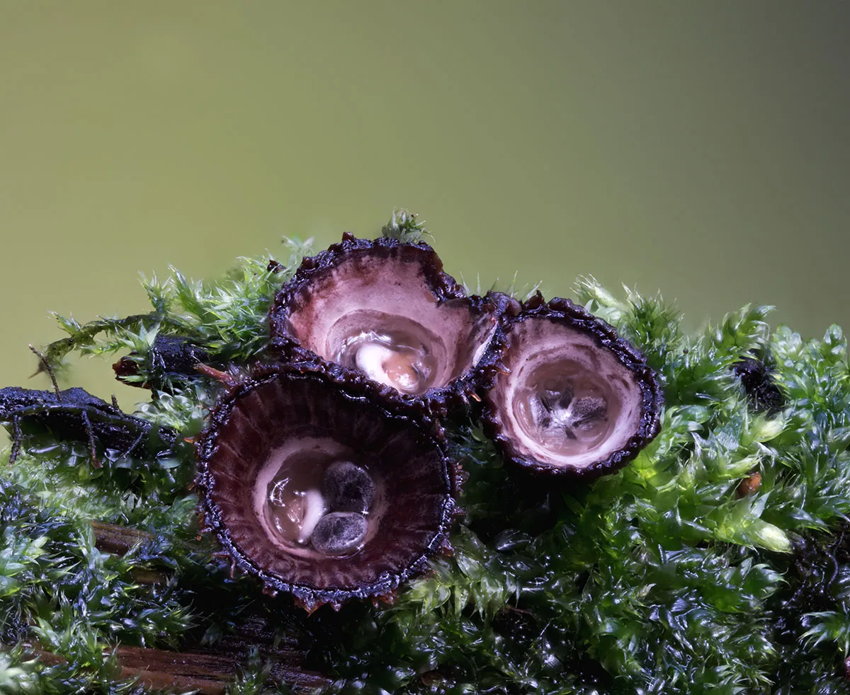 Other Mushrooms 2026 53
