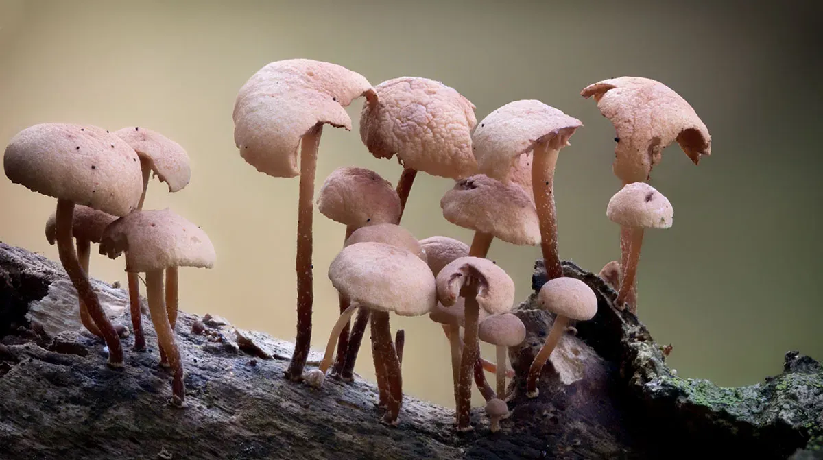 Other Mushrooms 2026 7