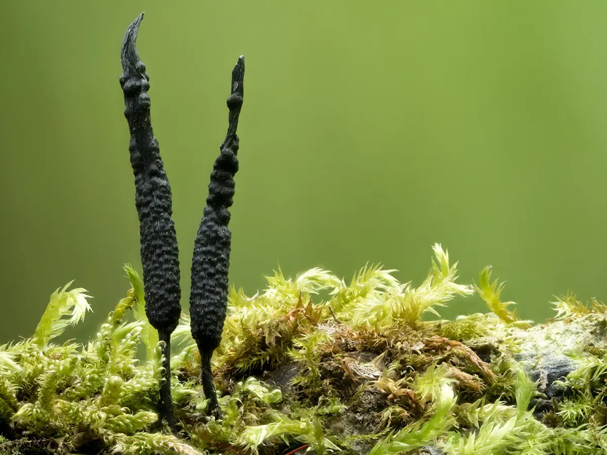 Other Mushrooms 2026 9