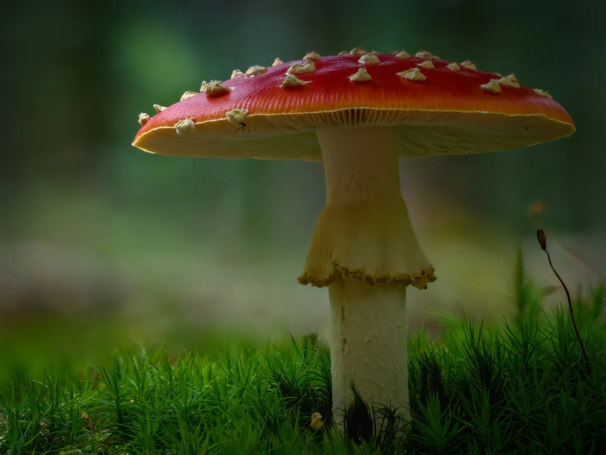 Fly Agaric 12