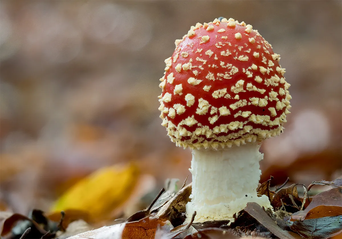 Fly Agaric 18