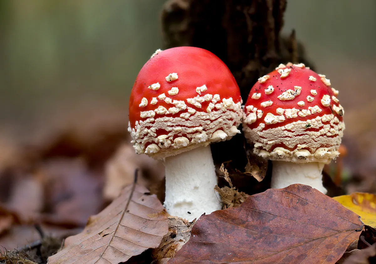 Fly Agaric 20