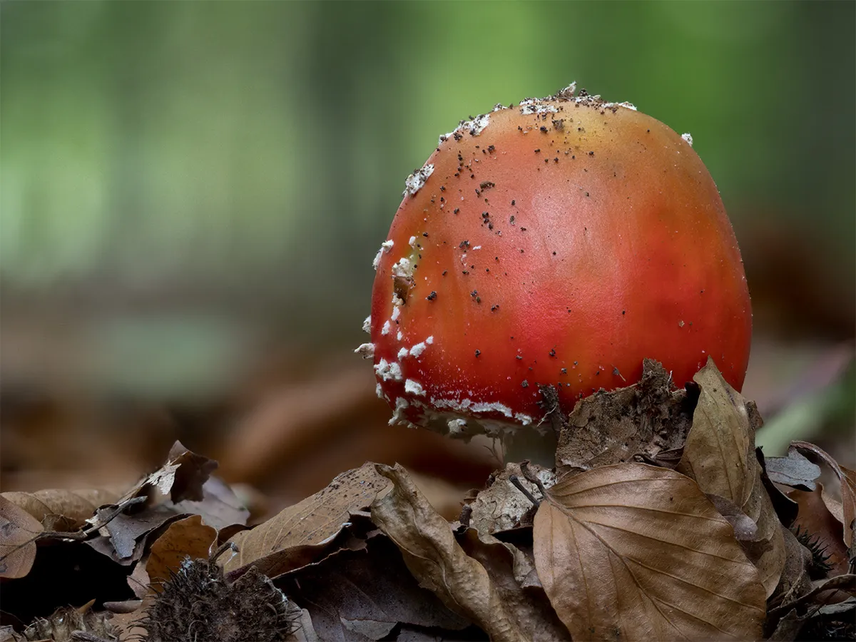 Fly Agaric 22