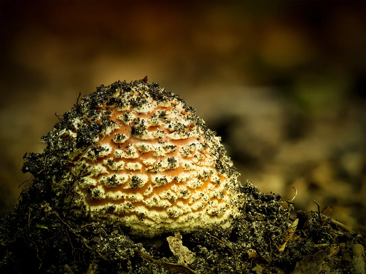 Fly Agaric 24
