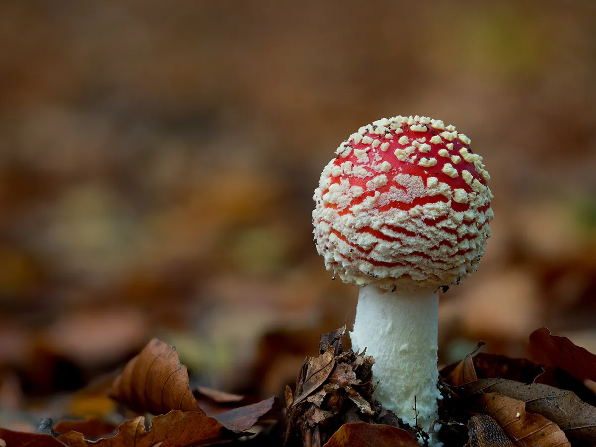 Fly Agaric 5