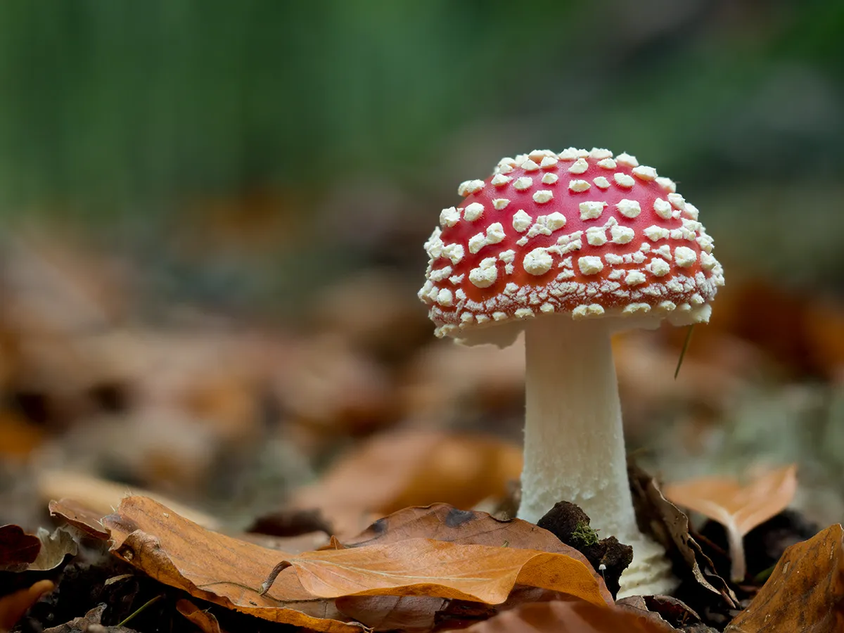 Fly Agaric 6