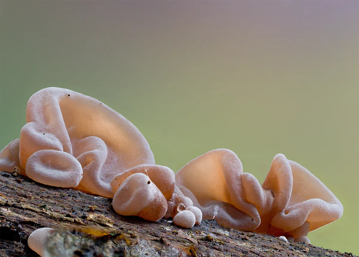 Jelly Ear 1