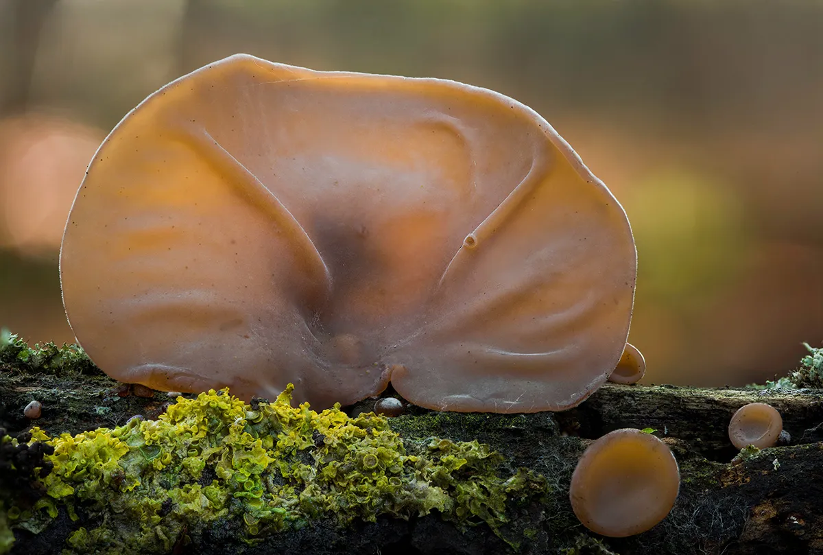 Jelly Ear 10