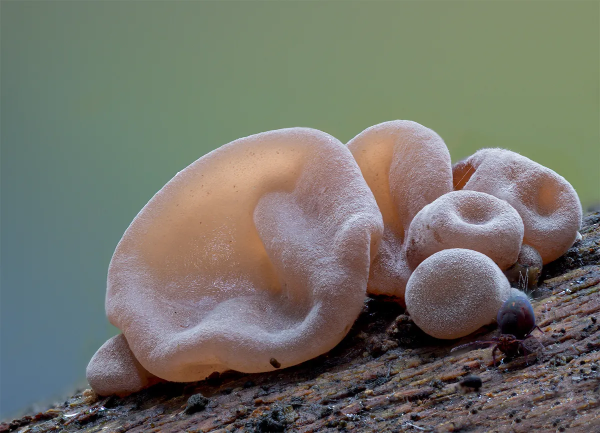 Jelly Ear 12