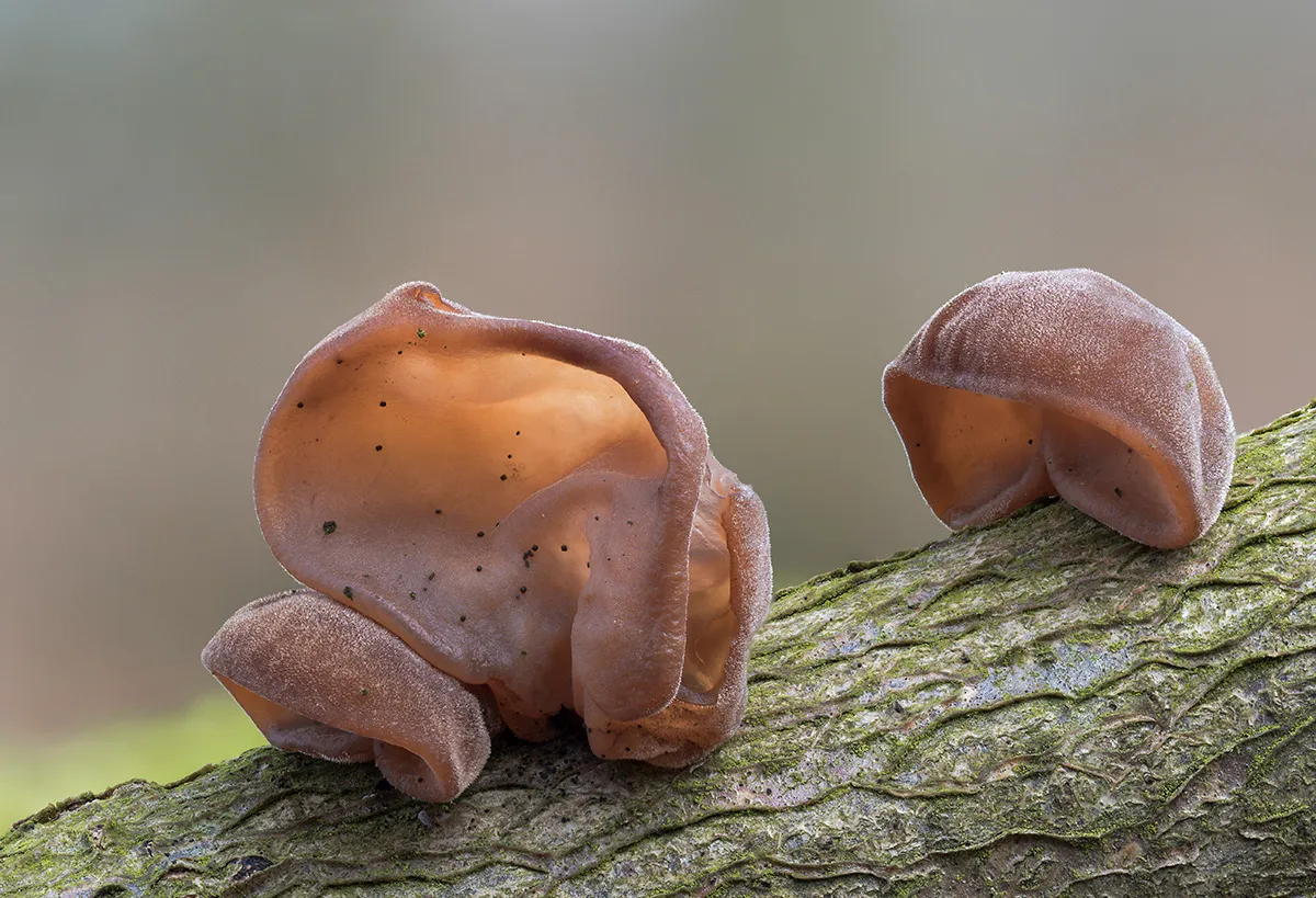 Jelly Ear 13