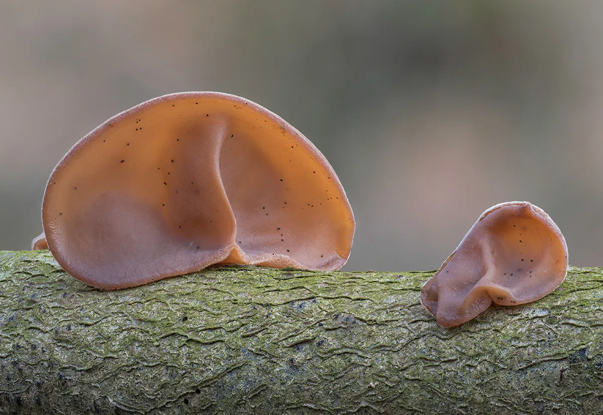 Jelly Ear 14