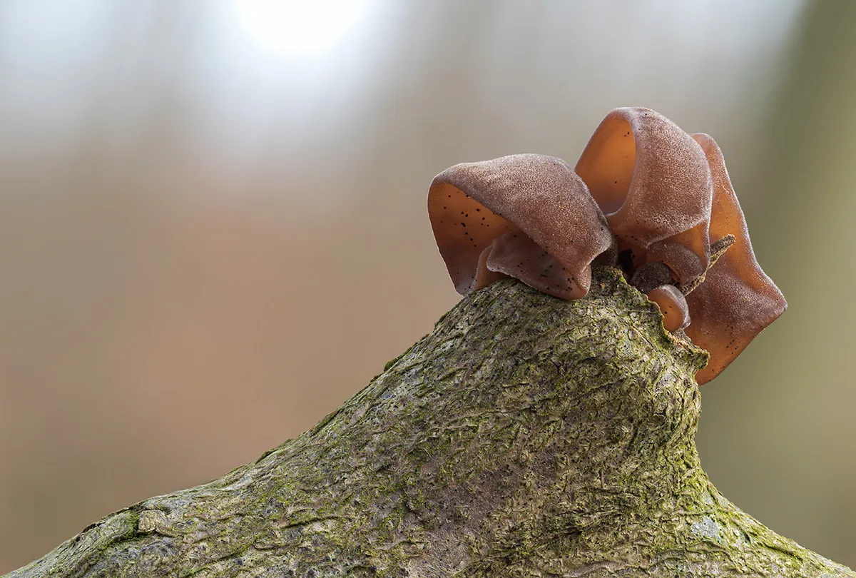 Jelly Ear 15