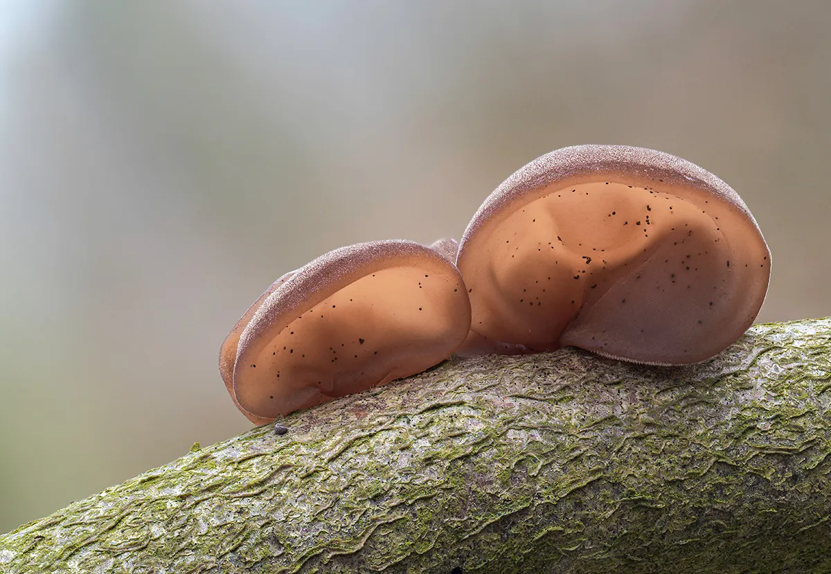 Jelly Ear 16