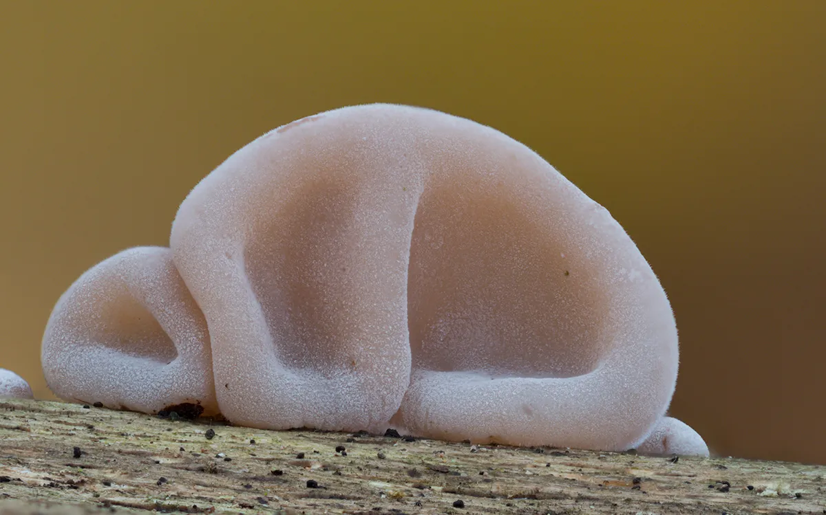 Jelly Ear 24