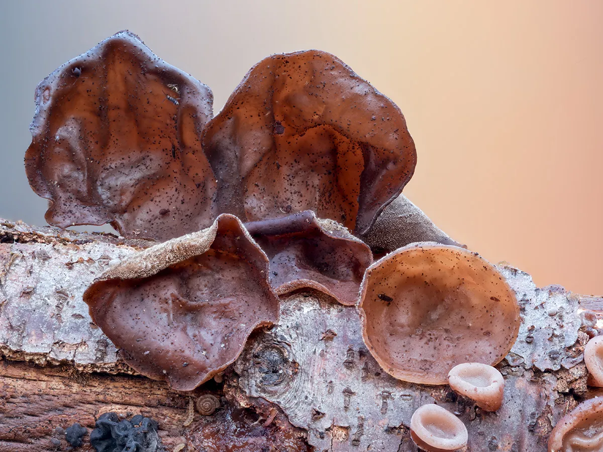Jelly Ear 4