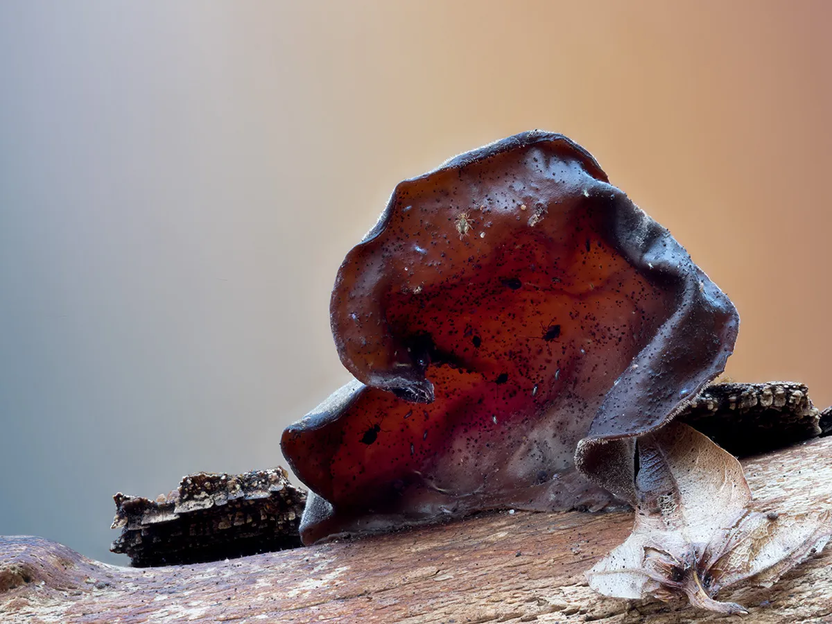 Jelly Ear 5