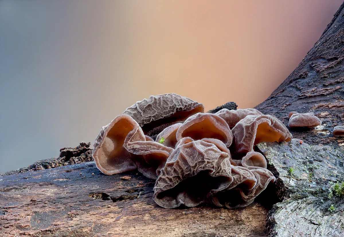 Jelly Ear 8