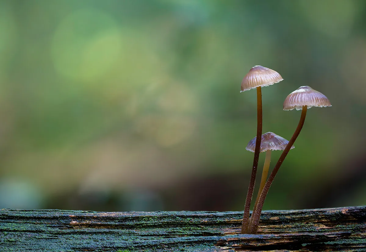 Mycena 2017 2