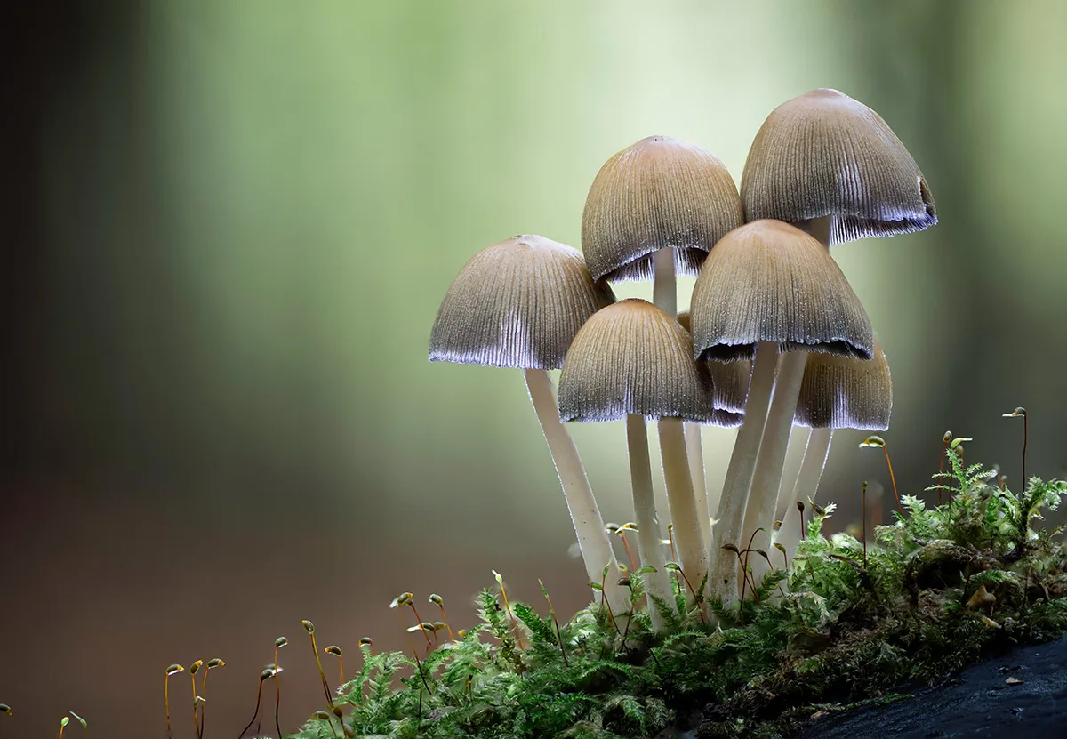 Mycena 2017 5
