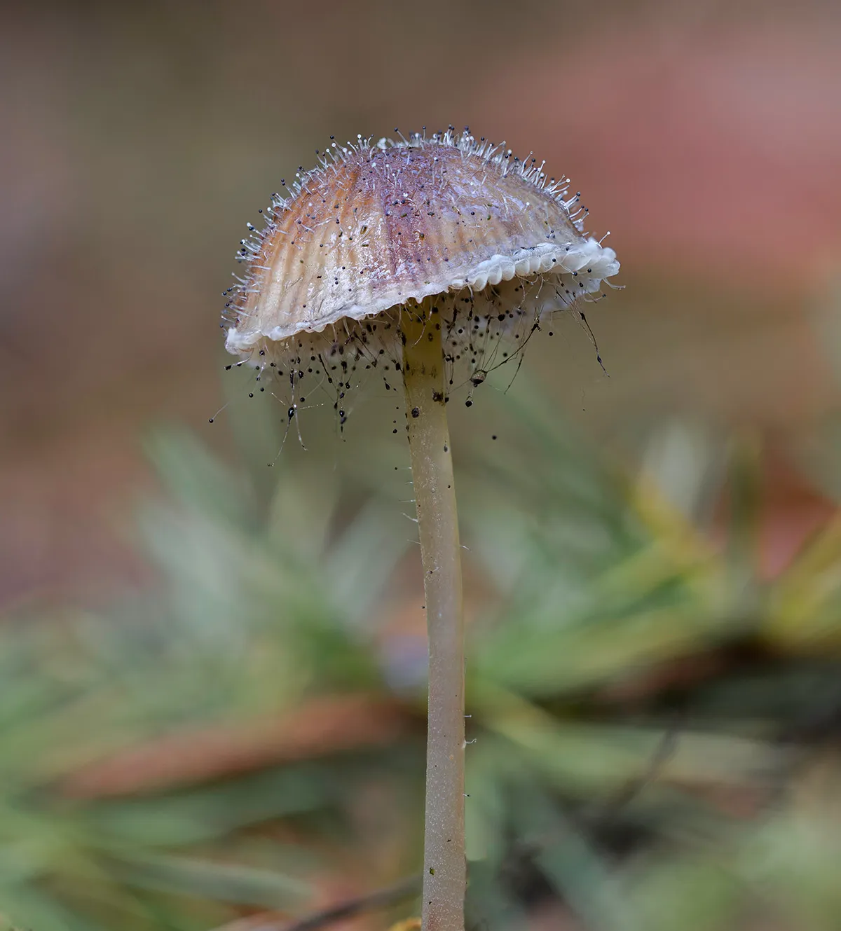 Mycena 2017 6