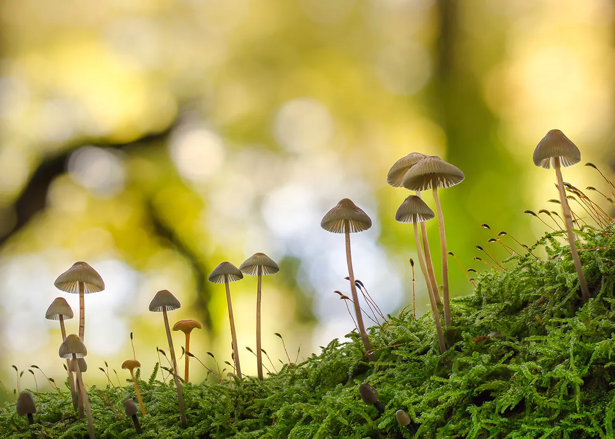 Mycena 2017 9