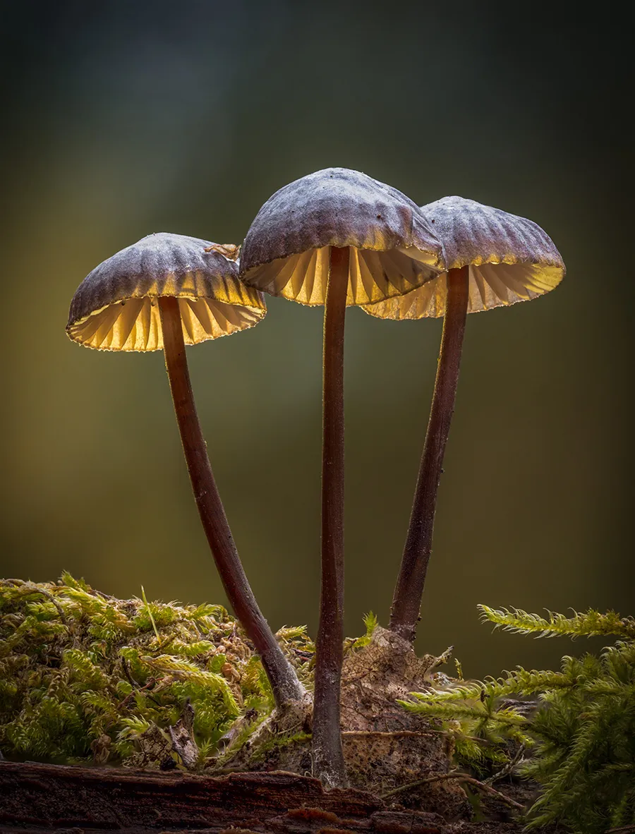 Mycena 2018 2