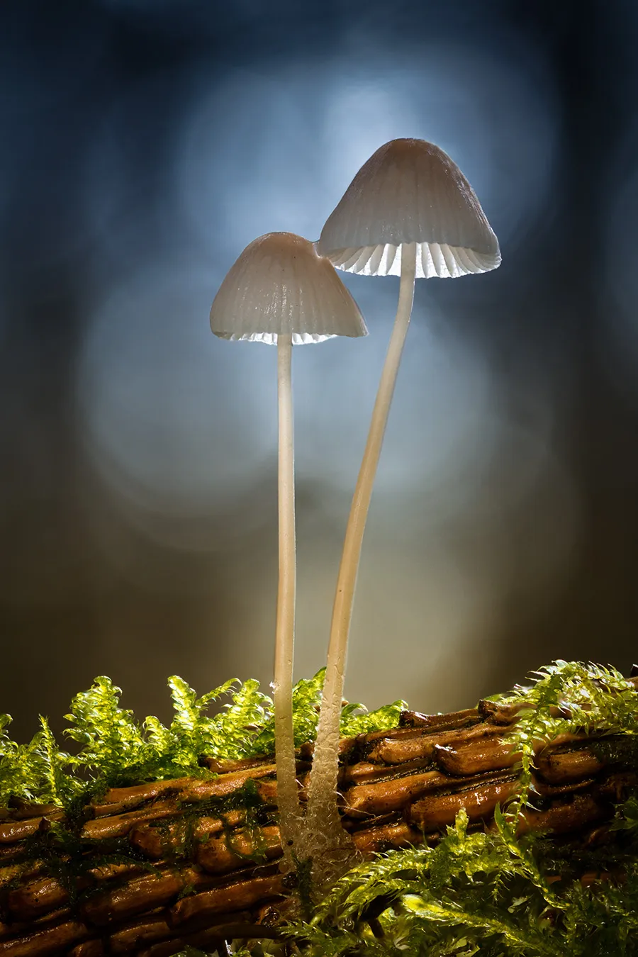 Mycena 2018 4