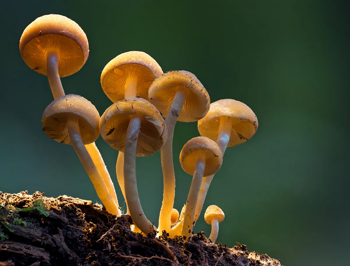 Mycena 2018 6