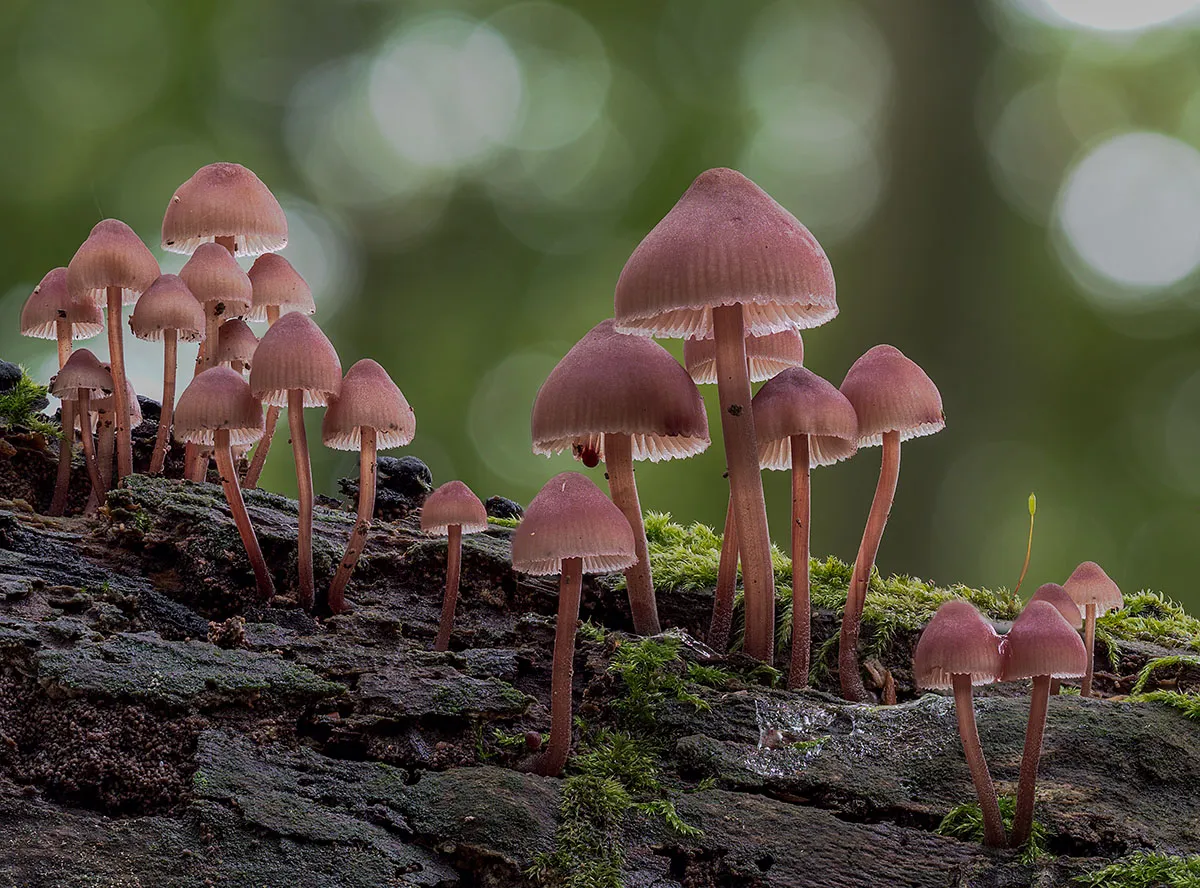 Mycena 2019 1
