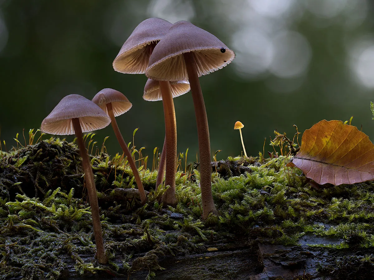 Mycena 2019 10