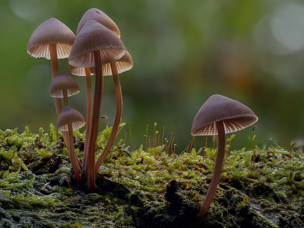 Mycena 2019 6
